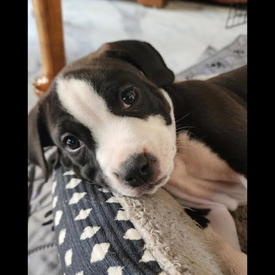 Enlarge Kettle, a ADOPTABLE mixed breed in Midlothian, VA image 3/5