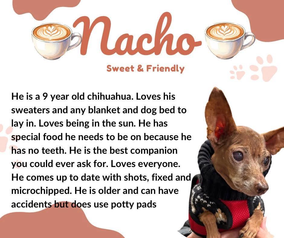 Nacho, Adoptable, Senior Male Chihuahua.