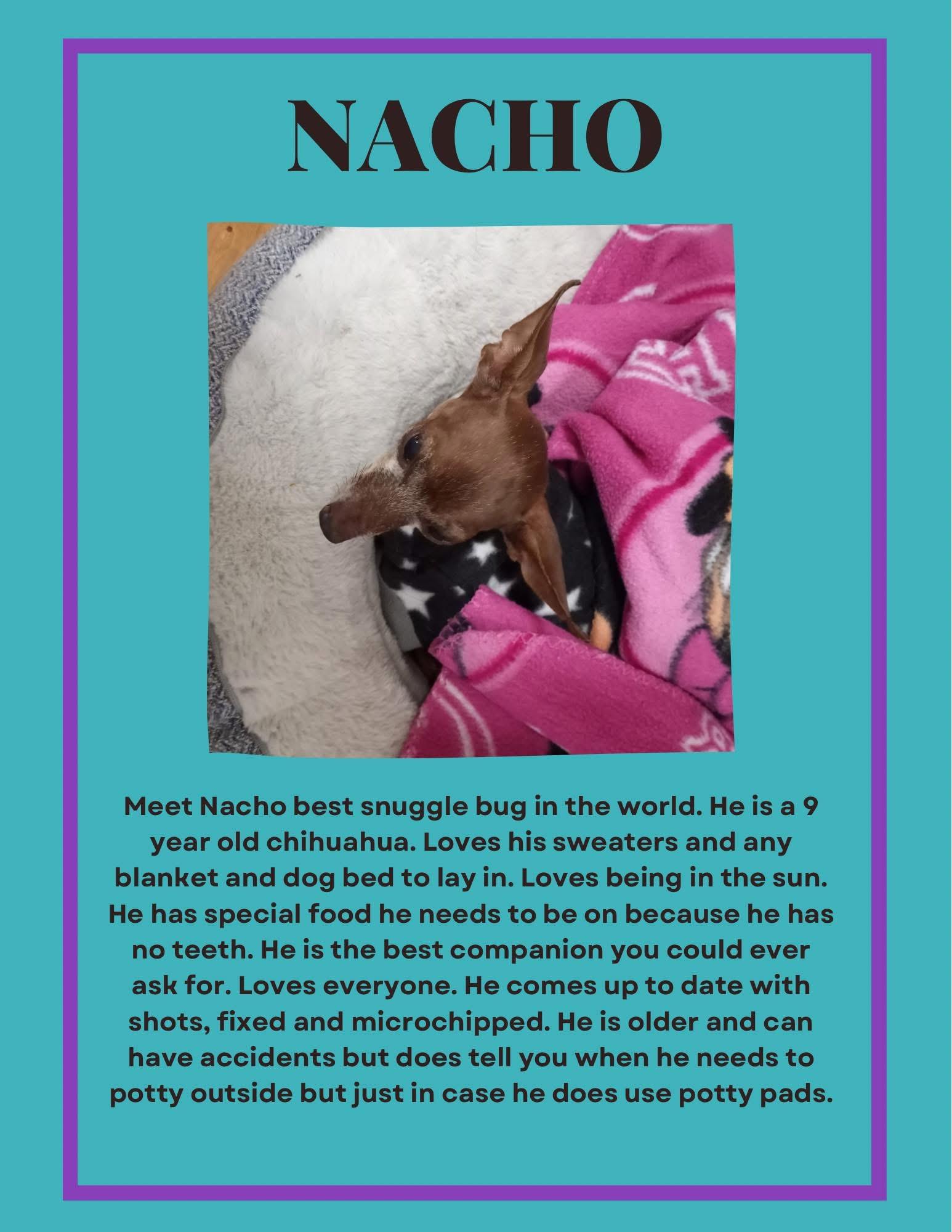 Nacho, Adoptable, Senior Male Chihuahua.
