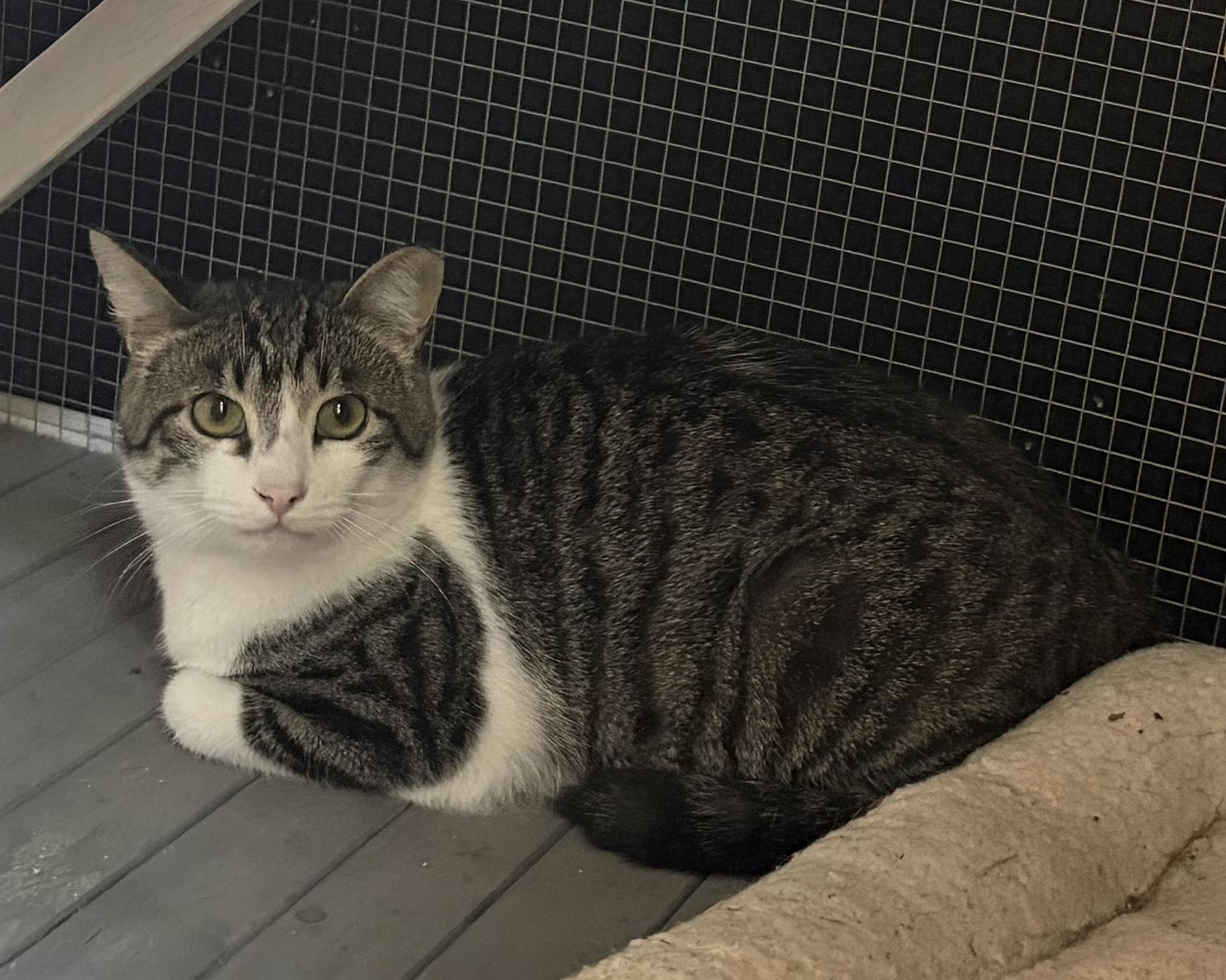Enlarge Homie, a ADOPTABLE Domestic Short Hair in Melbourne, AR image 3/6
