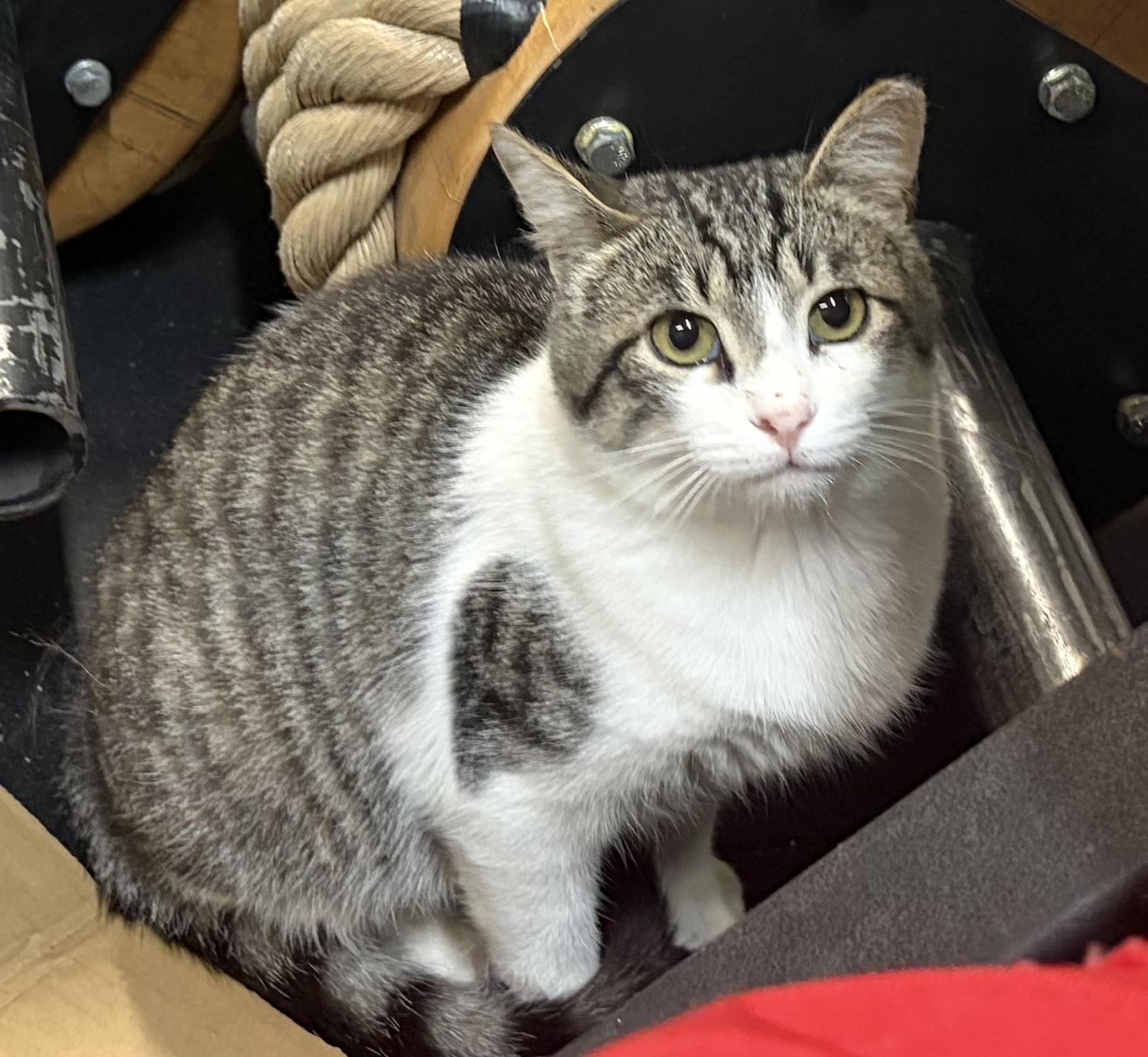Enlarge Homie, a ADOPTABLE Domestic Short Hair in Melbourne, AR image 2/6