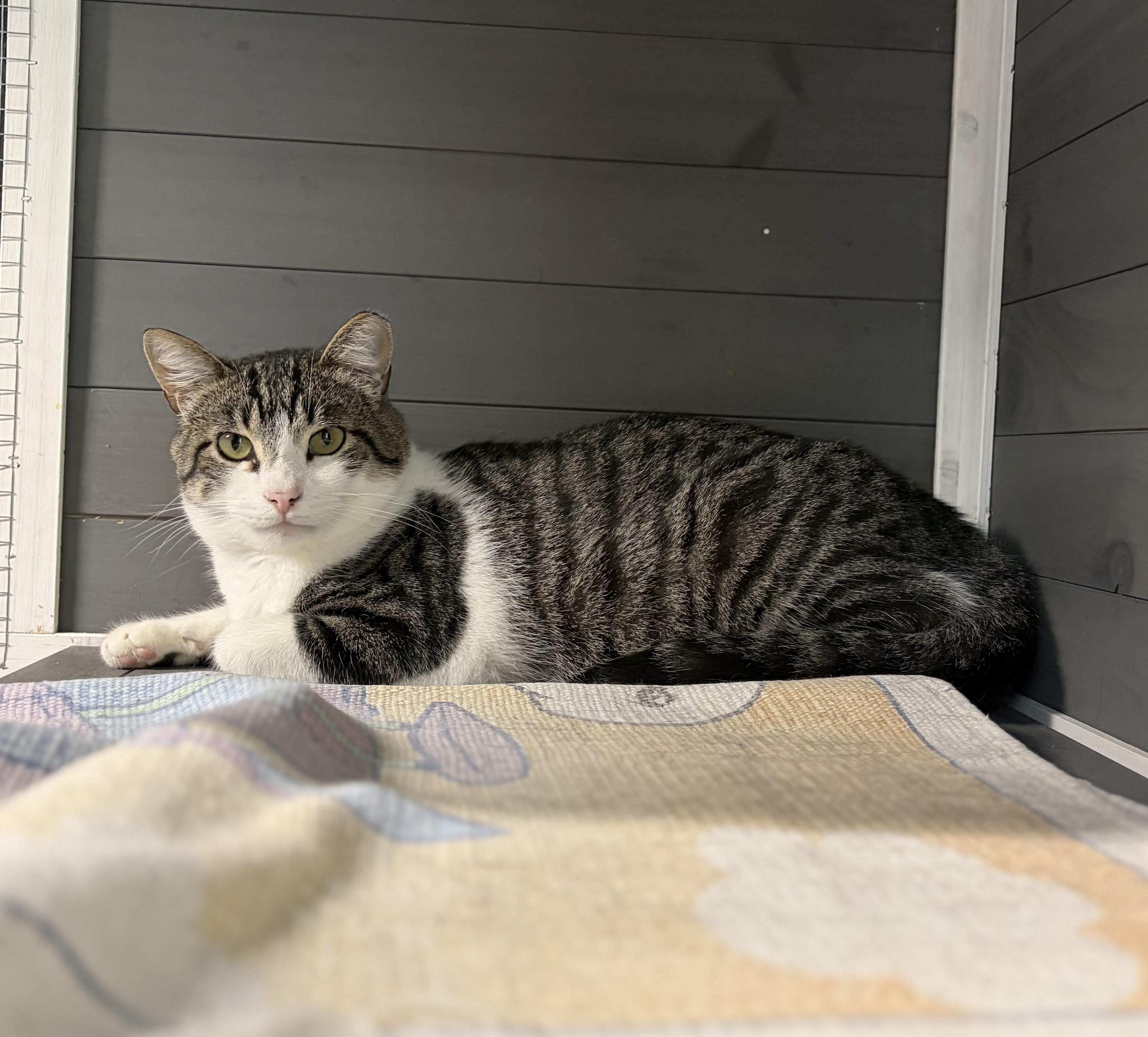 Enlarge Homie, a ADOPTABLE Domestic Short Hair in Melbourne, AR image 5/6