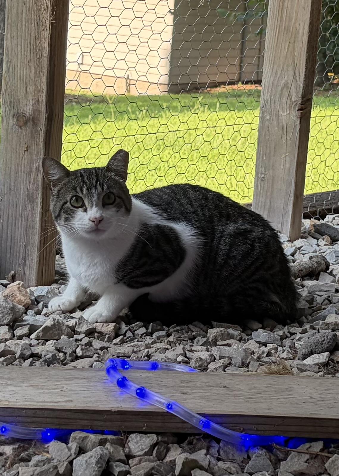 Enlarge Homie, a ADOPTABLE Domestic Short Hair in Melbourne, AR image 4/6