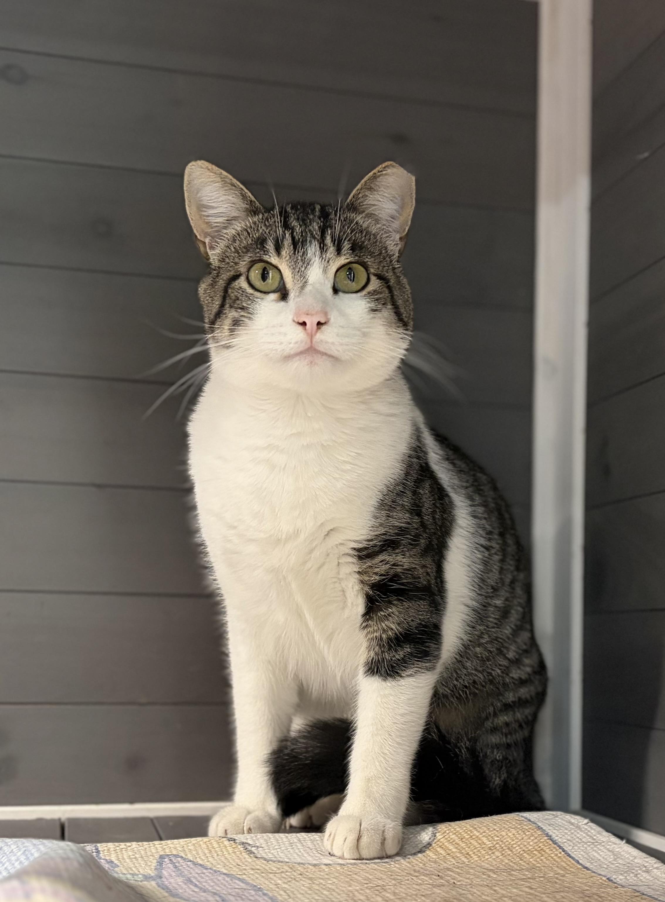 Homie, ADOPTABLE, Adult Male Domestic Short Hair.