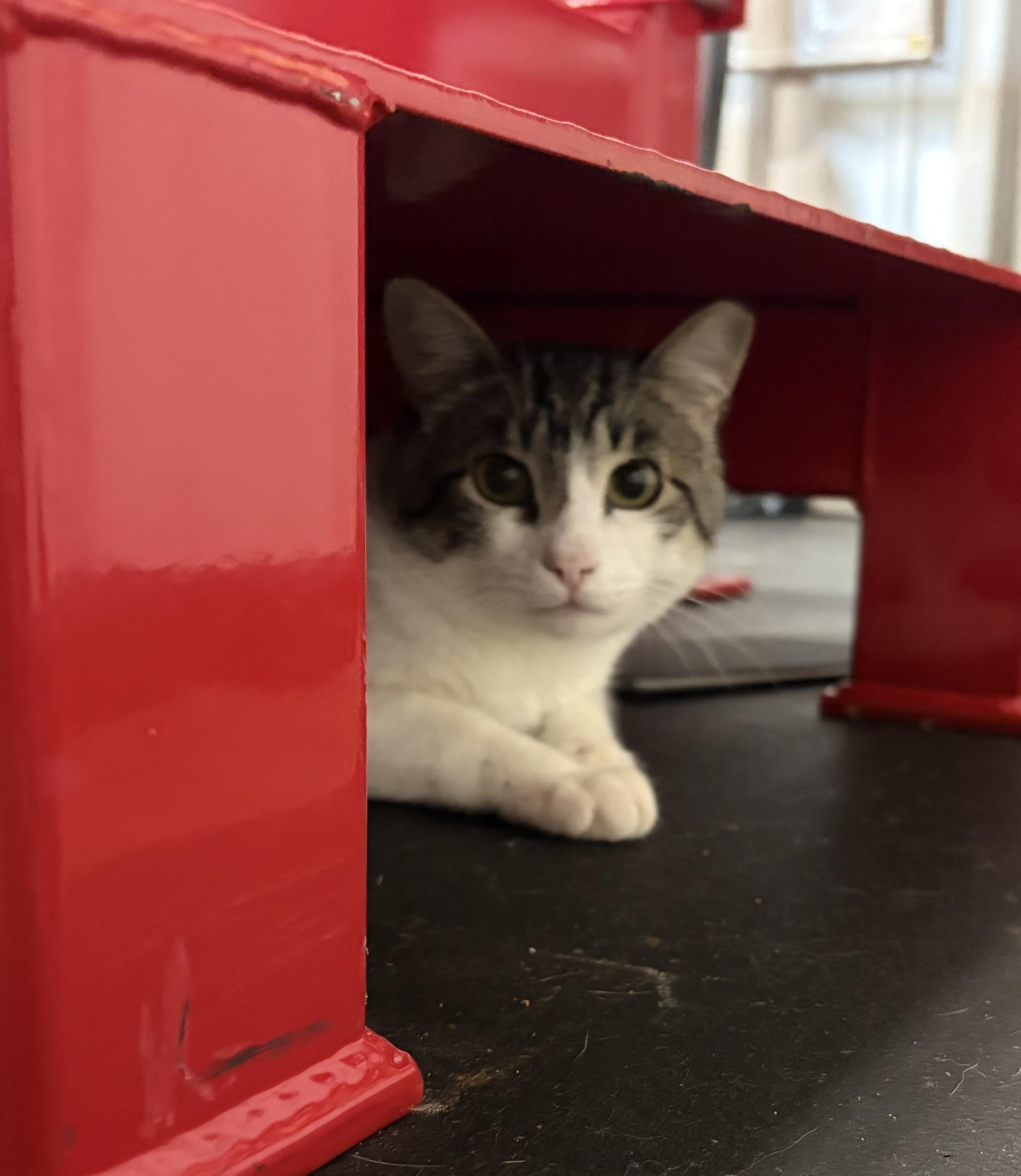 Enlarge Homie, a ADOPTABLE Domestic Short Hair in Melbourne, AR image 6/6