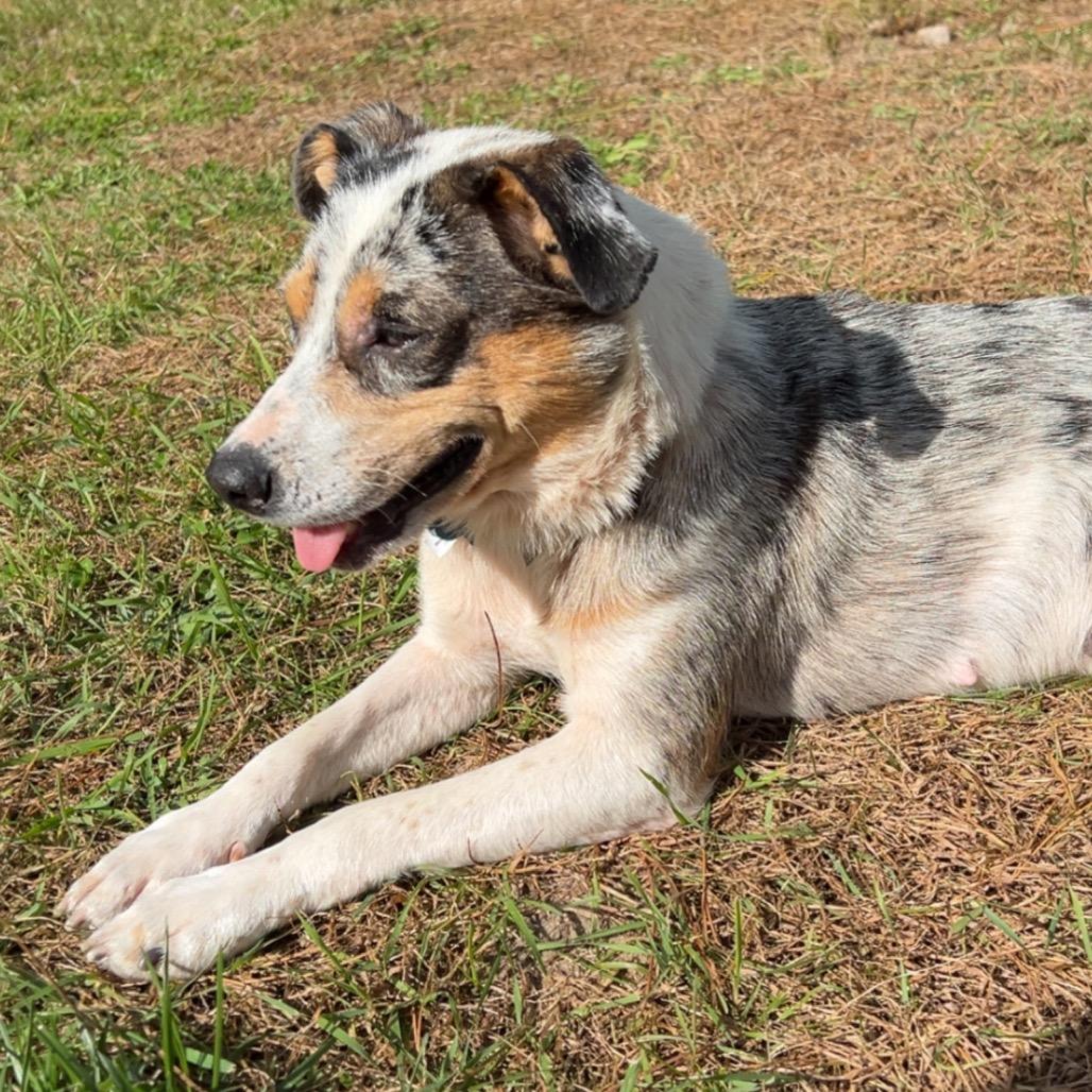 Lady, Adoptable, Adult Female Australian Shepherd.