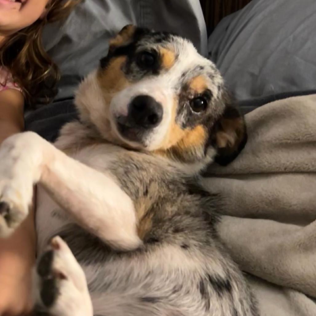 Enlarge Lady, a Adoptable Australian Shepherd in Brainerd, MN image 2/4