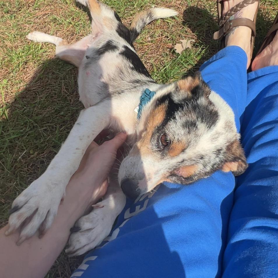 Enlarge Lady, a Adoptable Australian Shepherd in Brainerd, MN image 3/4