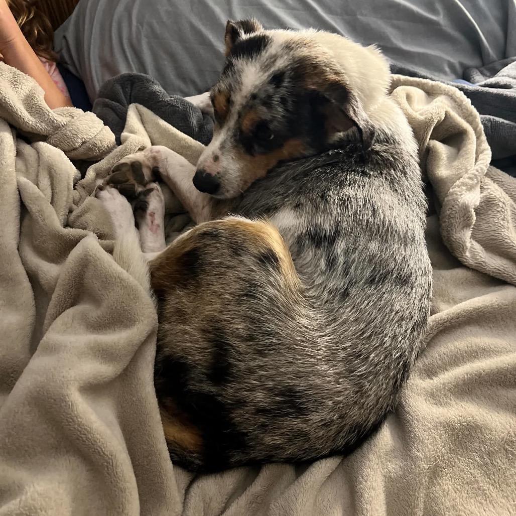 Enlarge Lady, a Adoptable Australian Shepherd in Brainerd, MN image 4/4