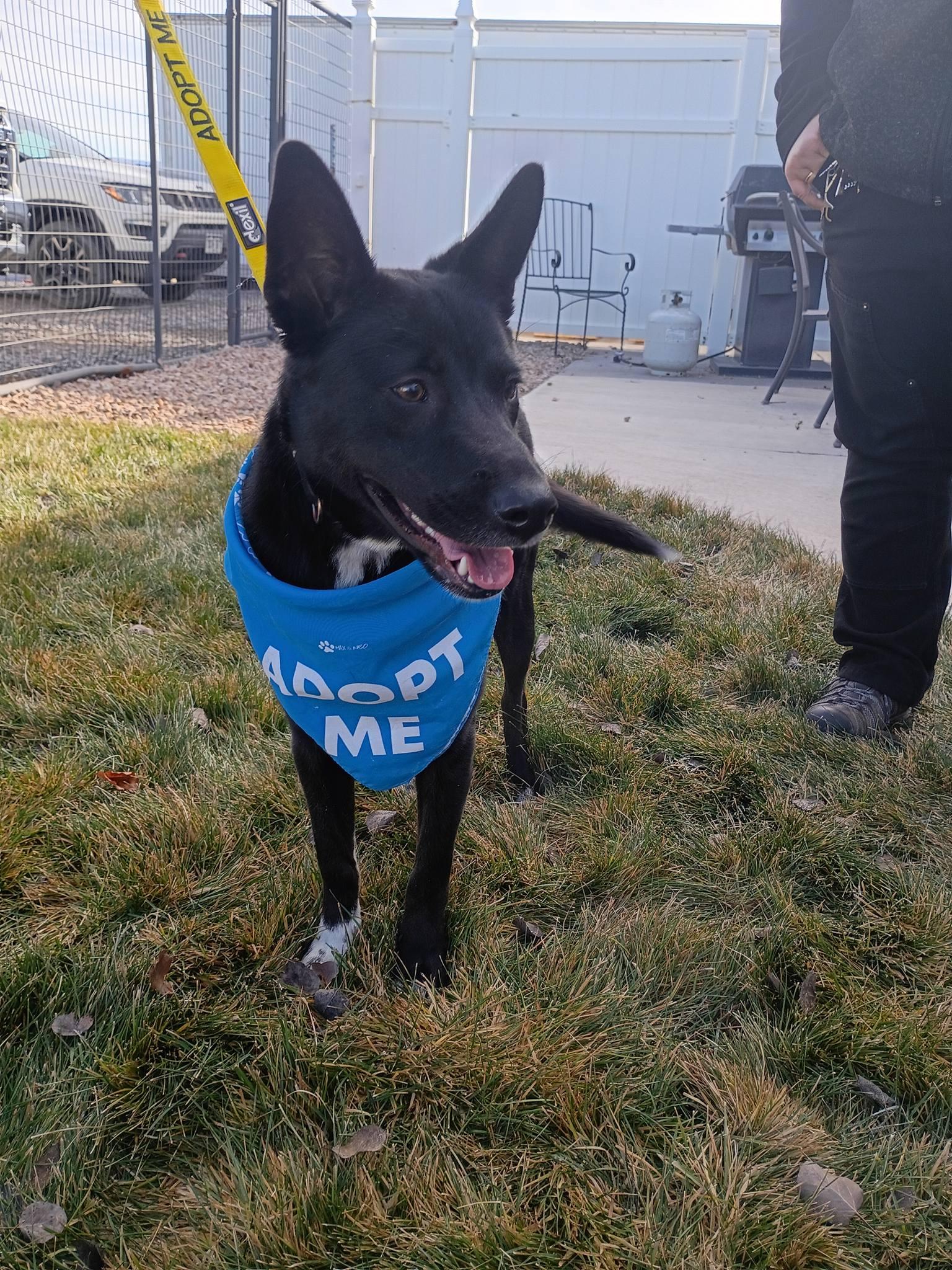 Enlarge Lulu , an adopted mixed breed in Montrose, CO image 3/5