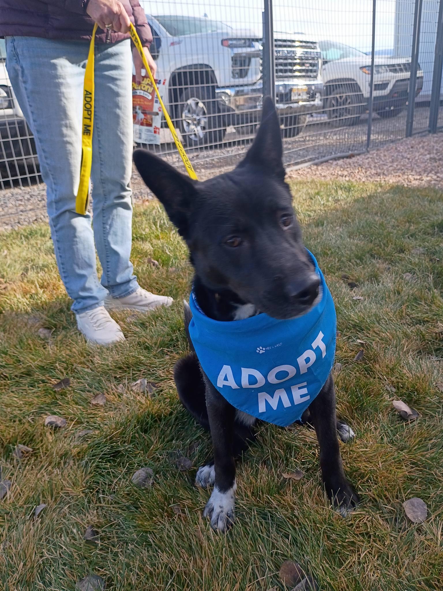 Enlarge Lulu , an adopted mixed breed in Montrose, CO image 1/5