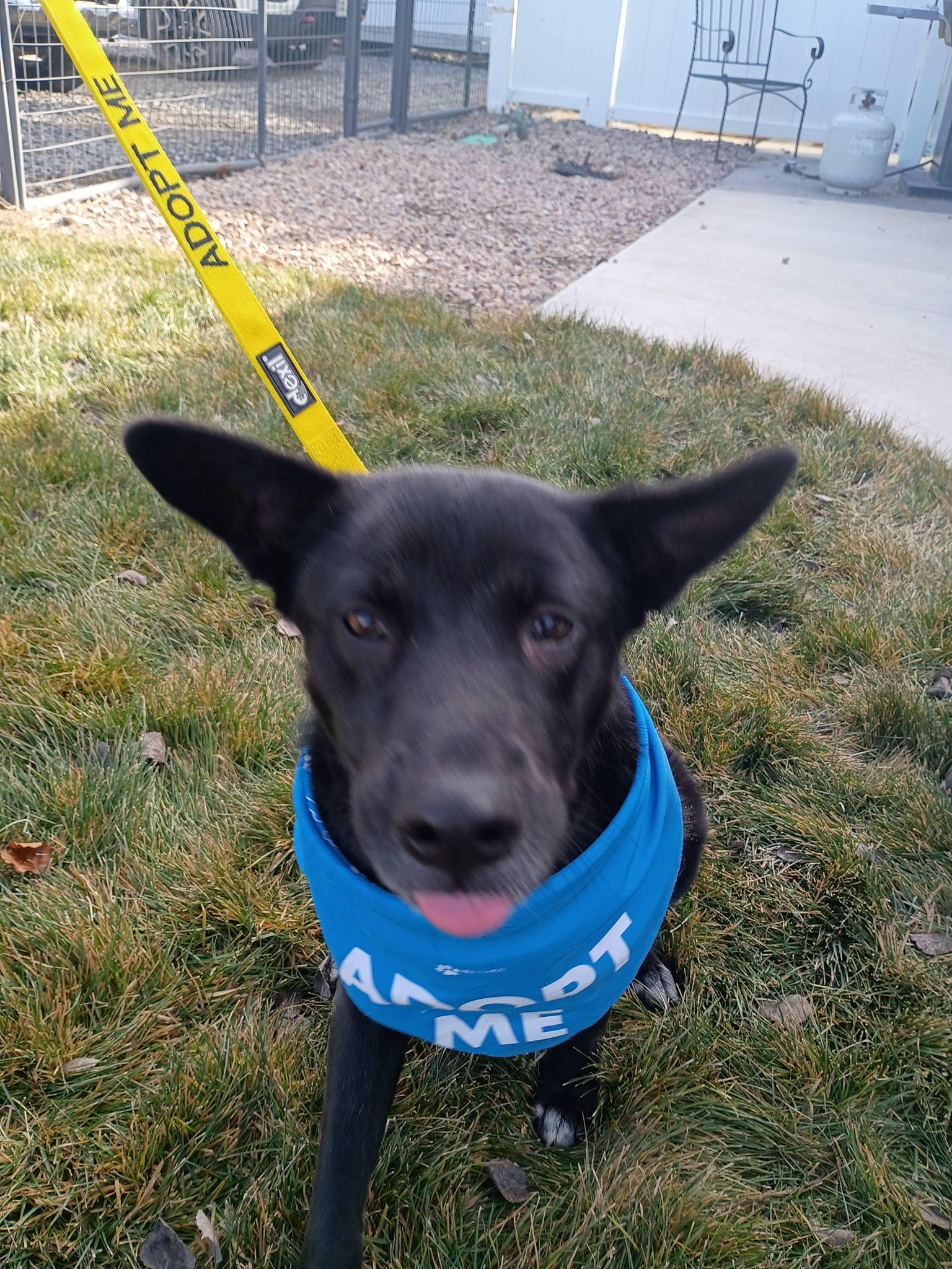 Enlarge Lulu , an adopted mixed breed in Montrose, CO image 2/5