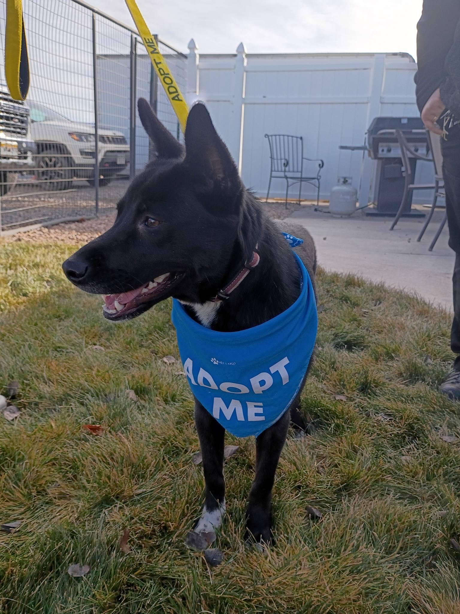 Enlarge Lulu , an adopted mixed breed in Montrose, CO image 4/5