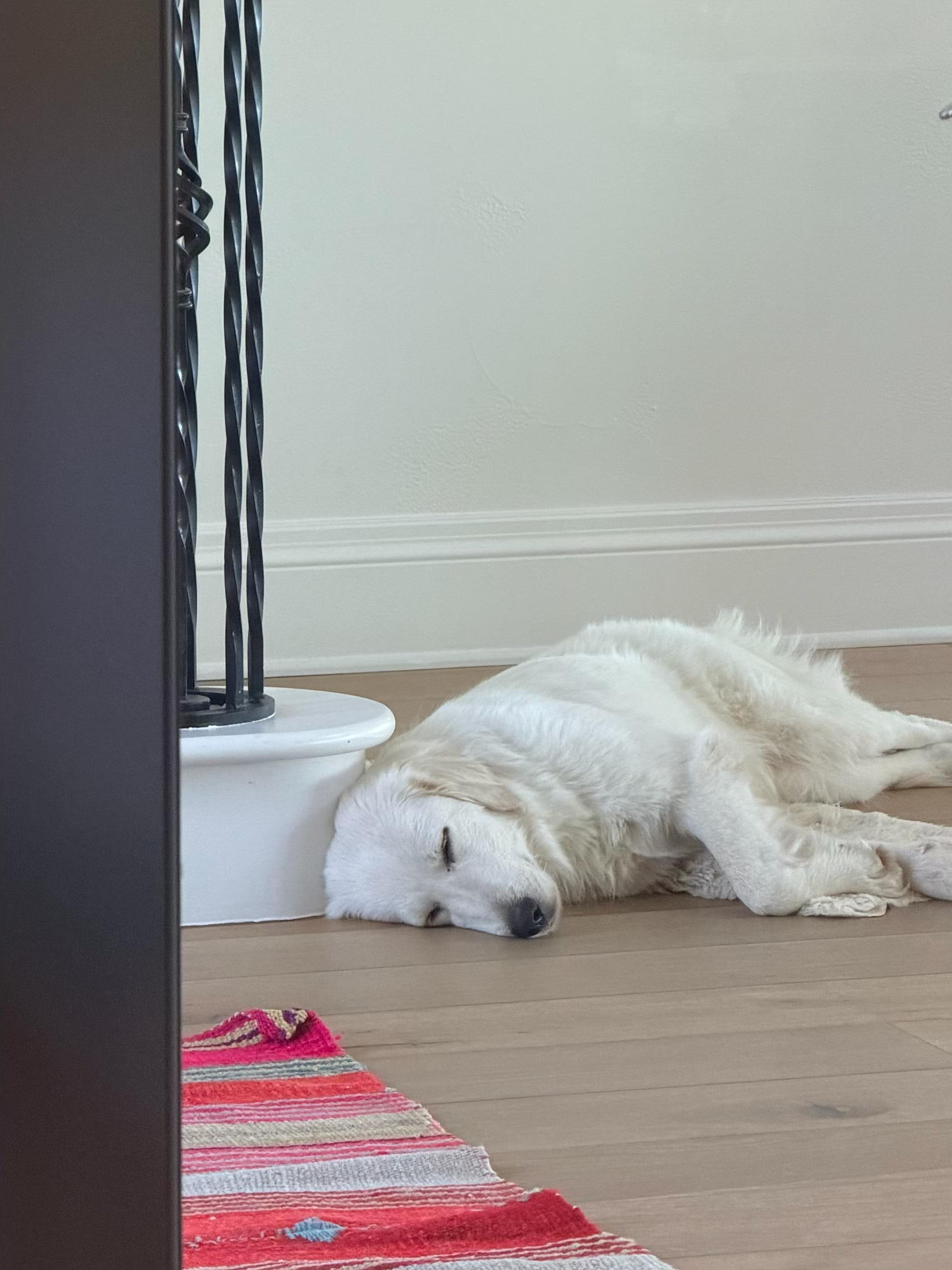 Enlarge Chloe ATX, a Adoptable Great Pyrenees in Quinlan, TX image 1/6