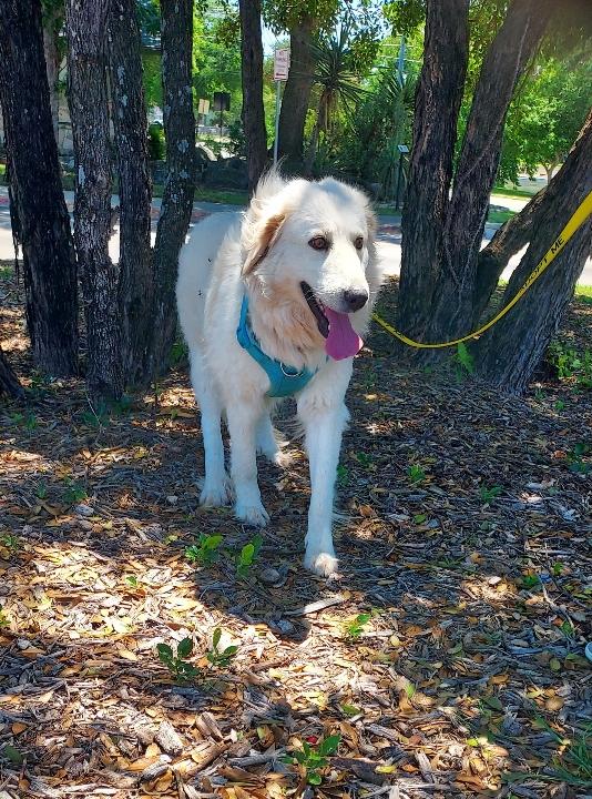 Enlarge Chloe ATX, a Adoptable Great Pyrenees in Quinlan, TX image 1/6