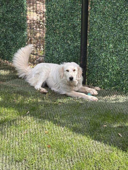 Enlarge Chloe ATX, a Adoptable Great Pyrenees in Quinlan, TX image 2/6