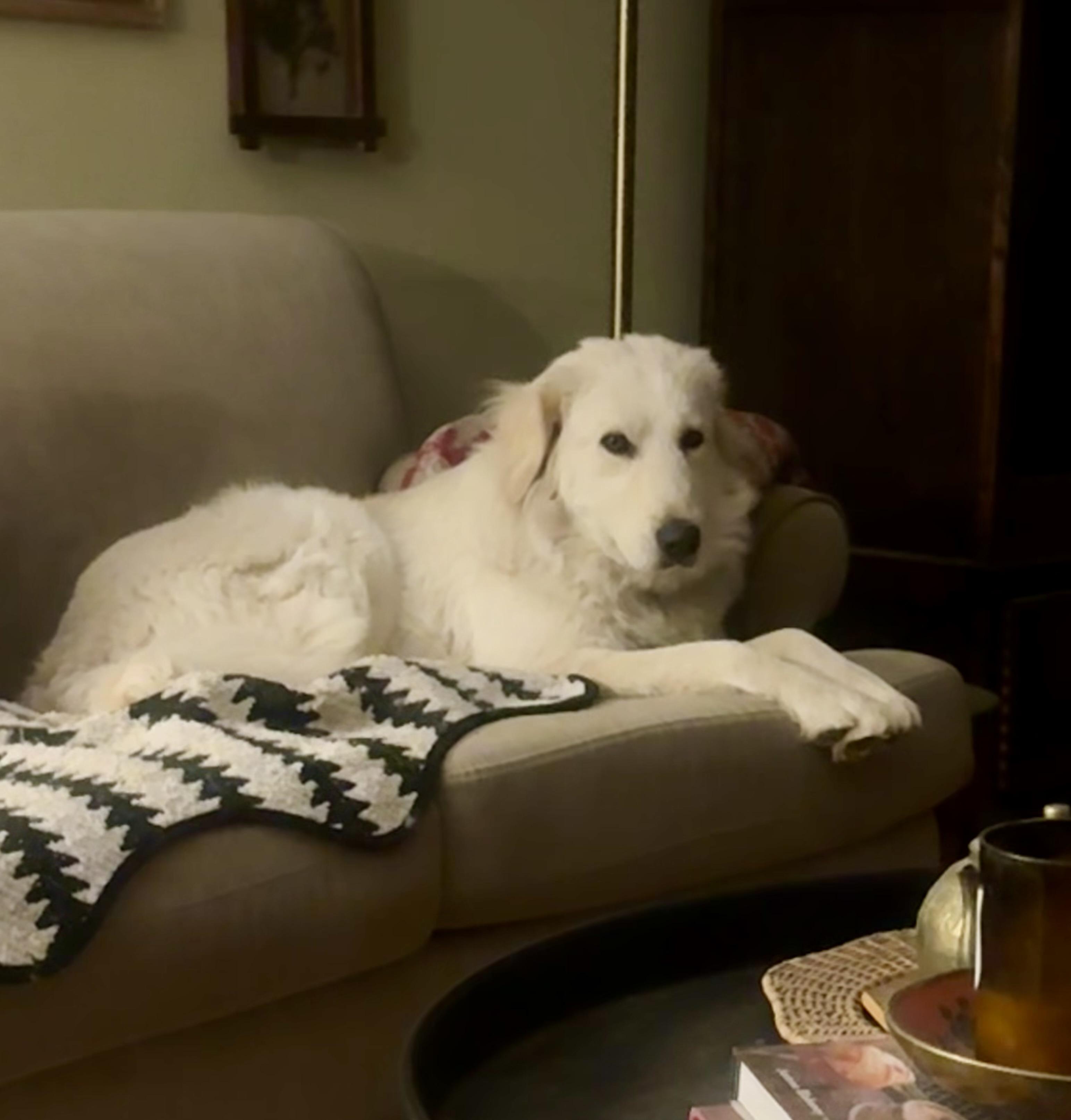 Enlarge Chloe ATX, a Adoptable Great Pyrenees in Quinlan, TX image 2/6