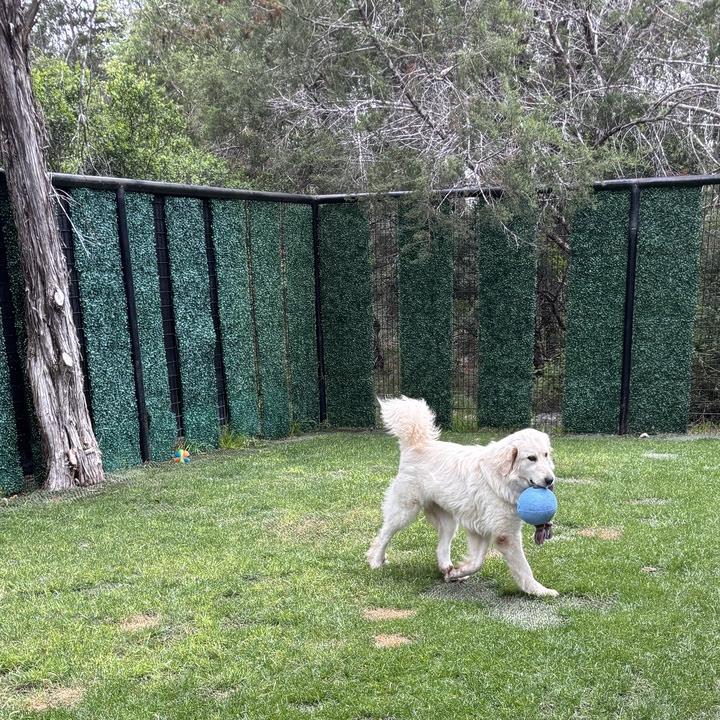 Enlarge Chloe ATX, a Adoptable Great Pyrenees in Quinlan, TX image 4/6