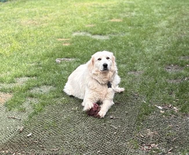 Enlarge Chloe ATX, a Adoptable Great Pyrenees in Quinlan, TX image 5/6