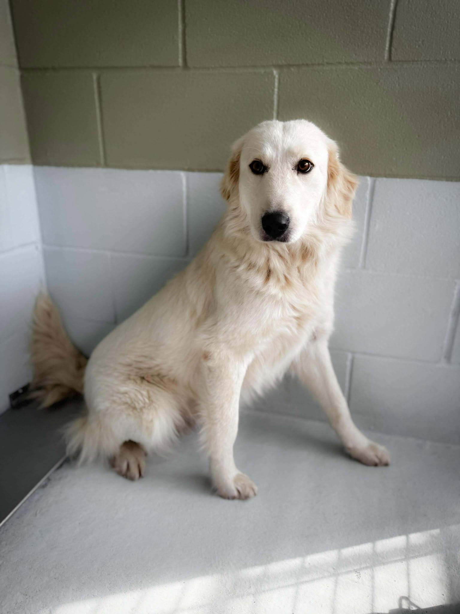 Enlarge Chloe ATX, a Adoptable Great Pyrenees in Quinlan, TX image 3/6