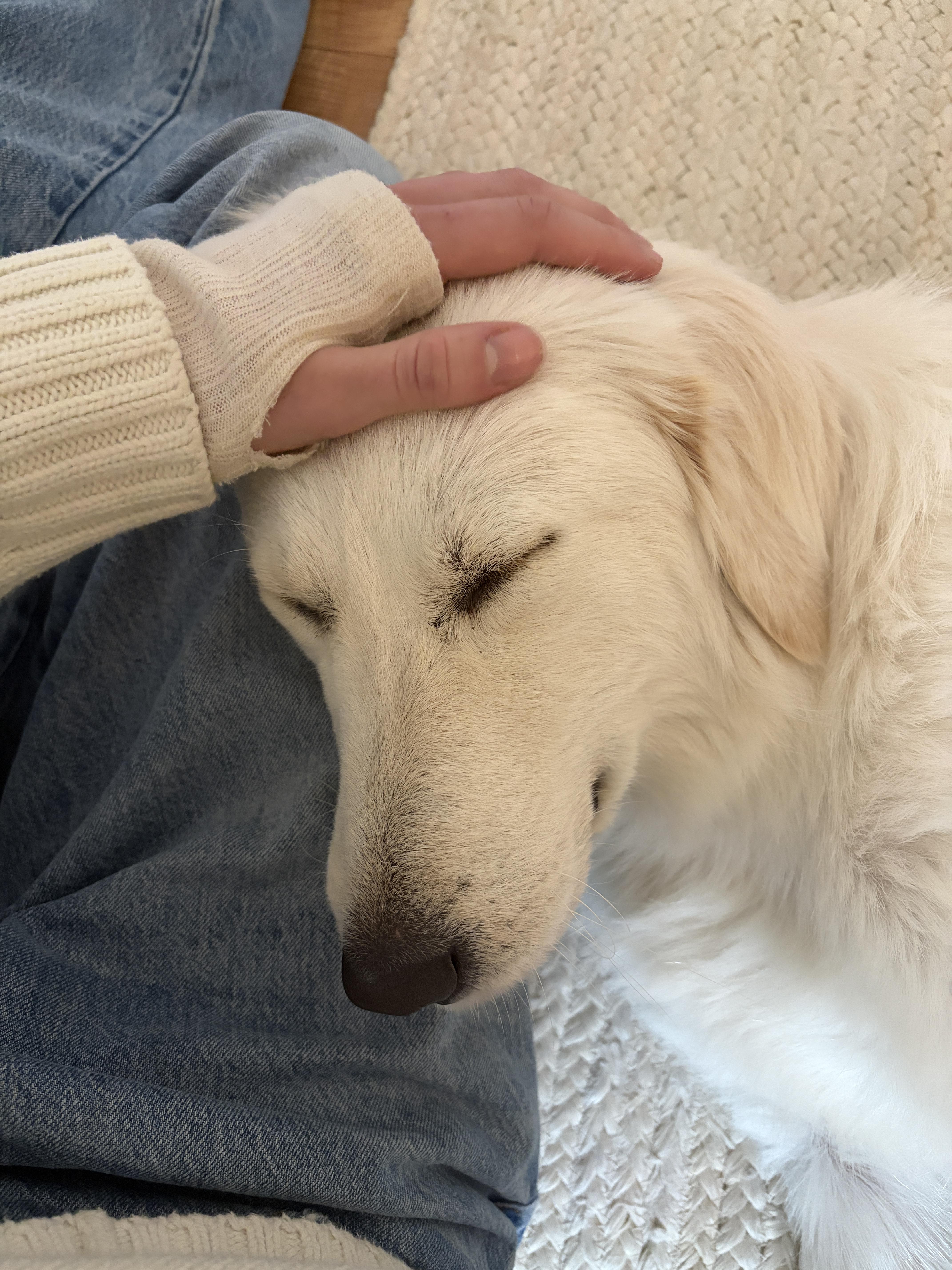 Enlarge Chloe ATX, a Adoptable Great Pyrenees in Quinlan, TX image 6/6