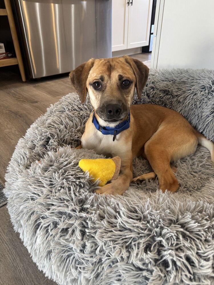 Enlarge Caramel Frappe, a Adoptable Terrier in Candler, NC image 1/3