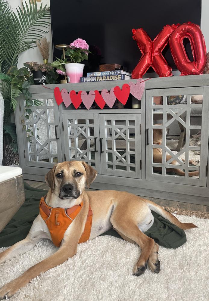 Caramel Frappe, Adoptable, Adult Male Terrier.