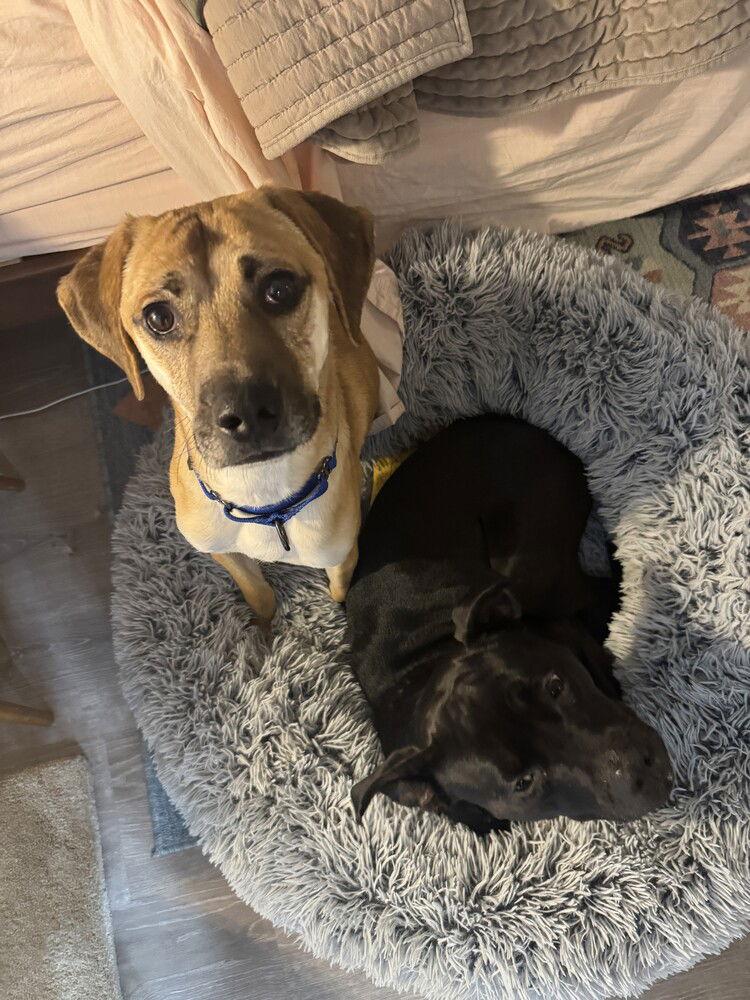 Enlarge Caramel Frappe, a Adoptable Terrier in Candler, NC image 2/3