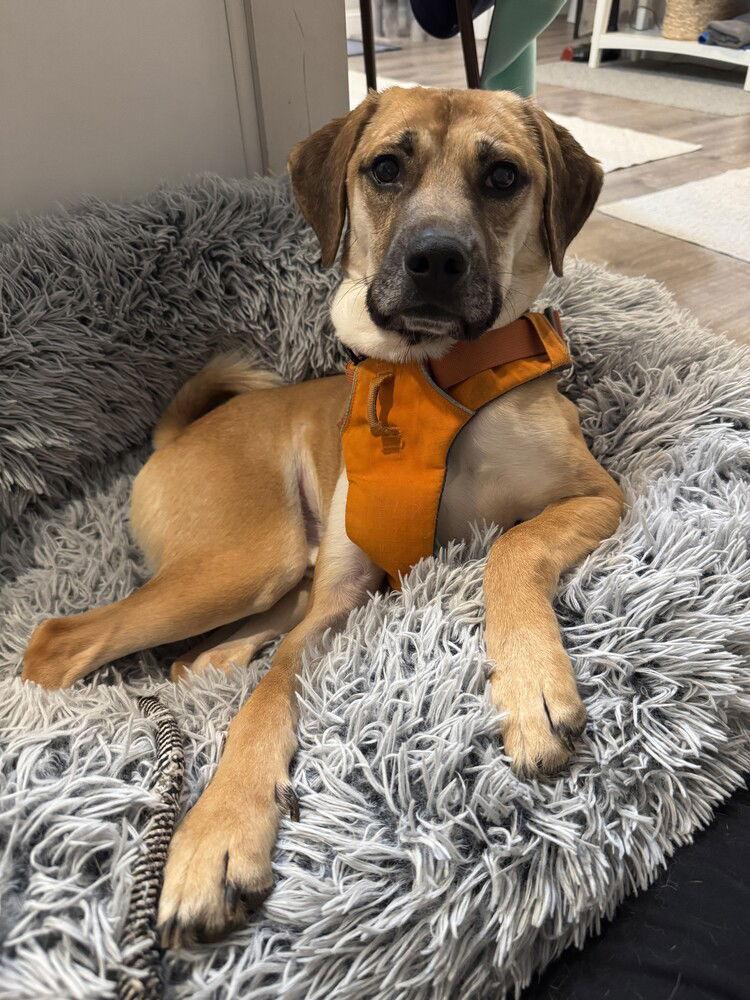 Enlarge Caramel Frappe, a Adoptable Terrier in Candler, NC image 3/3