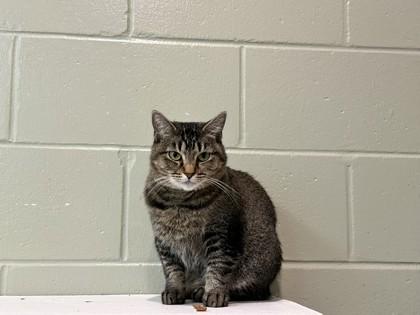 Enlarge Beth, a Adoptable Domestic Short Hair in Palm Coast, FL image 1/3