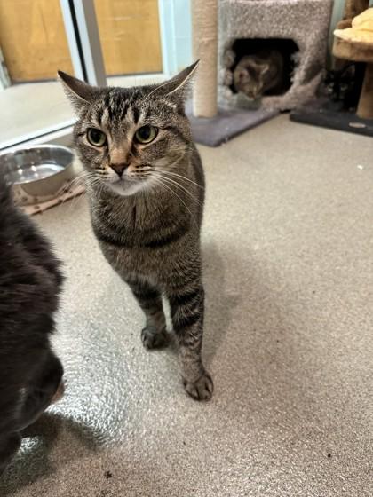 Enlarge Beth, a Adoptable Domestic Short Hair in Palm Coast, FL image 2/3