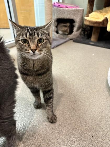 Enlarge Beth, a Adoptable Domestic Short Hair in Palm Coast, FL image 3/3