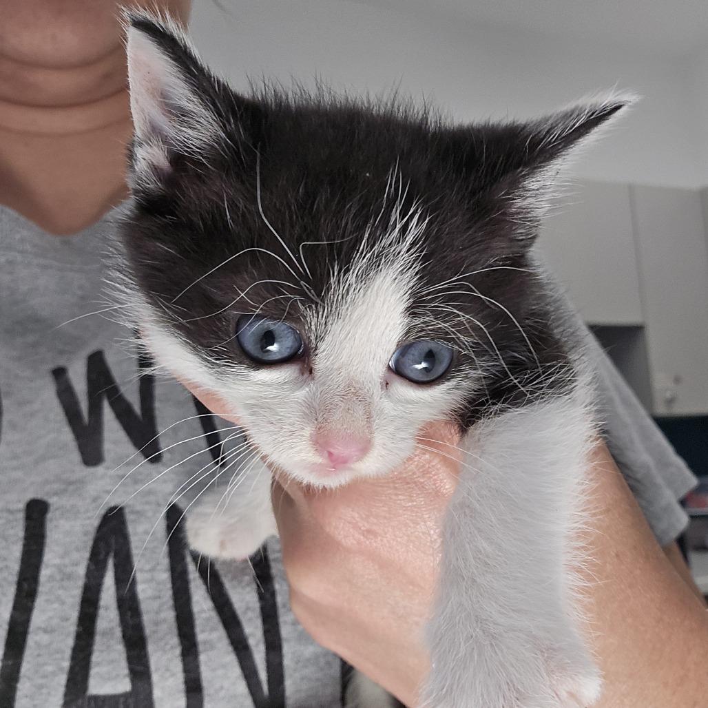 Apple Fritter, Adoptable, Kitten Female Domestic Short Hair.