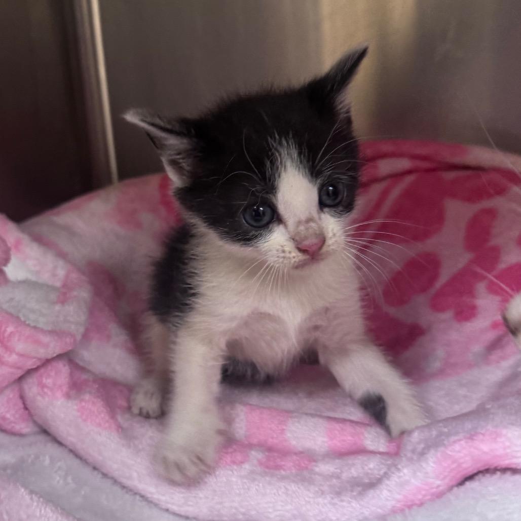 Enlarge Apple Fritter, a Adoptable Domestic Short Hair in Winston Salem, NC image 2/2