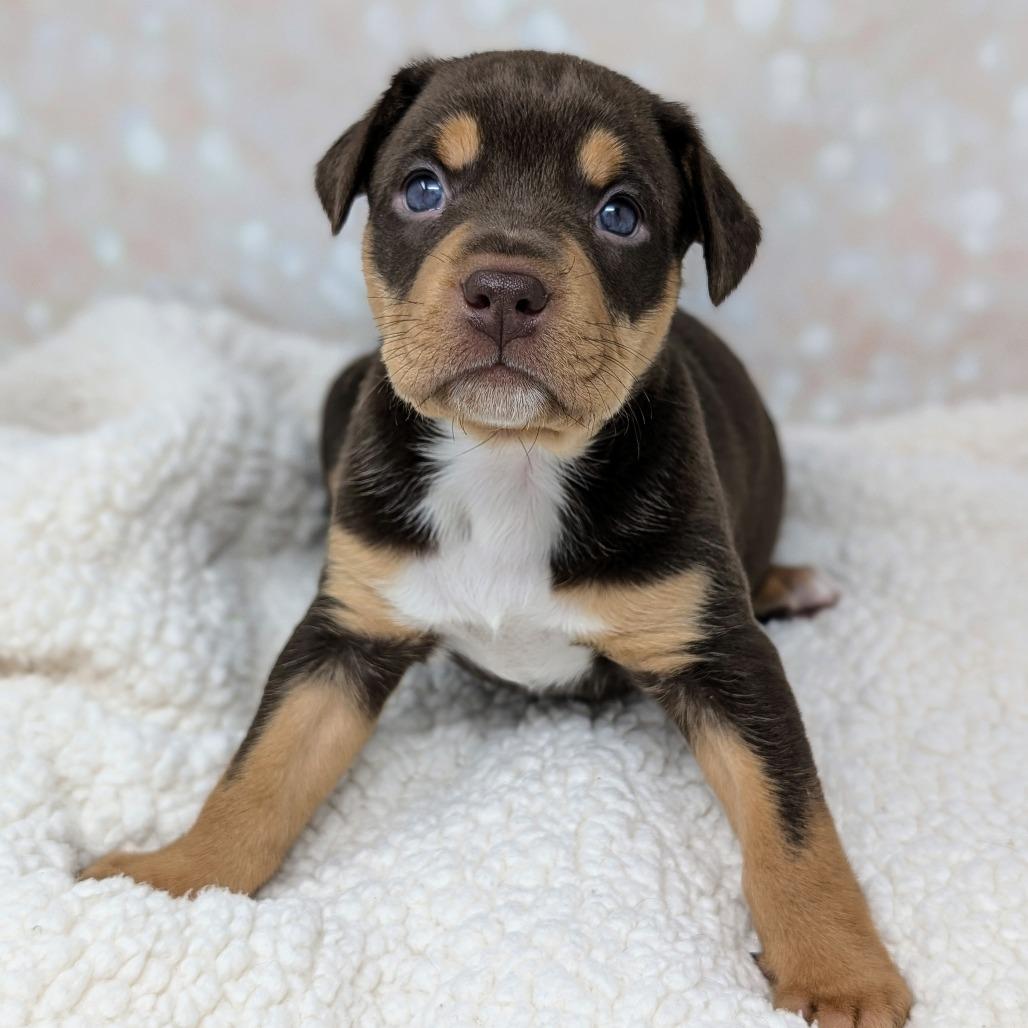 Artemis, Adoptable, Puppy Female Mixed Breed.