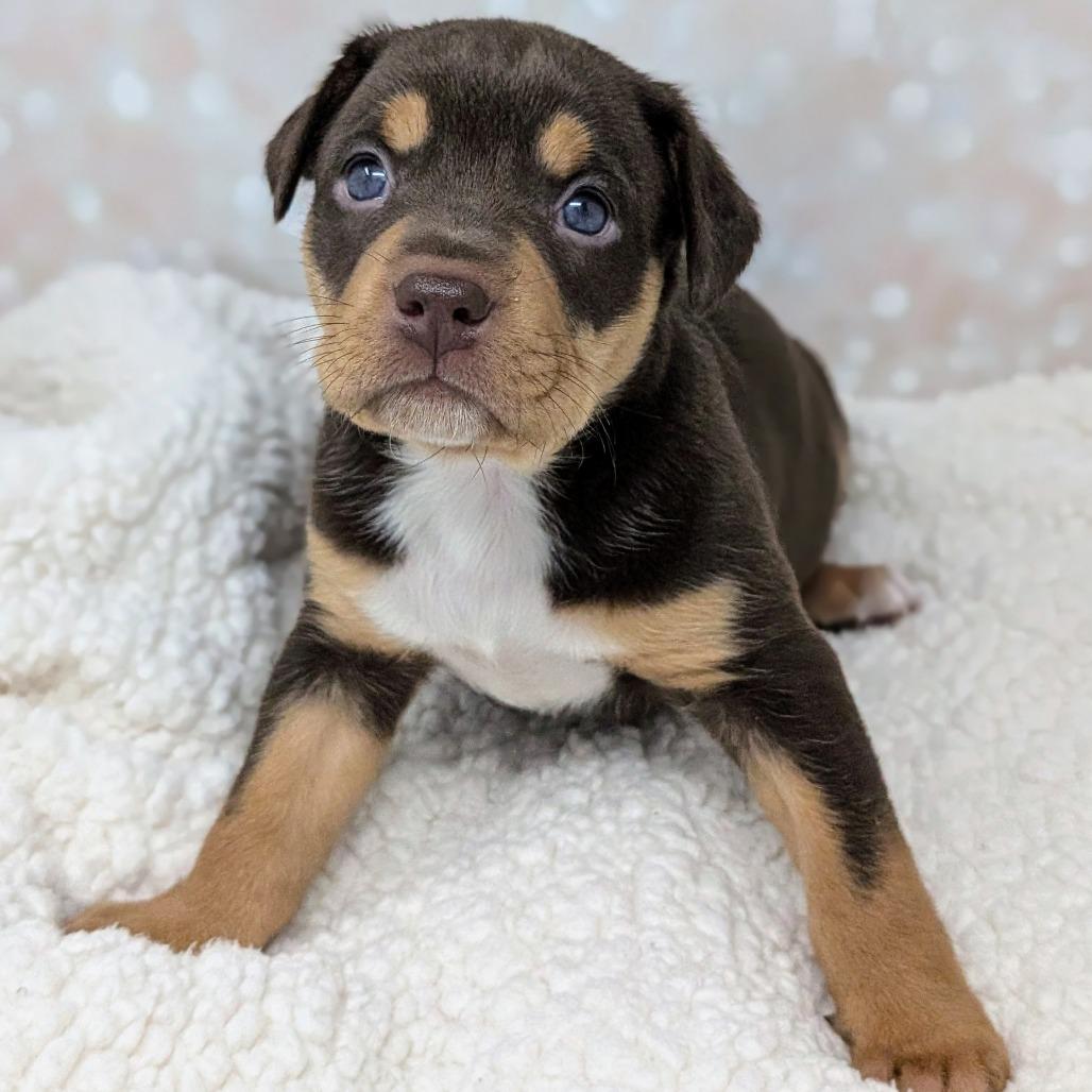 Enlarge Artemis, a Adoptable Mixed Breed in Durham, NC image 2/5