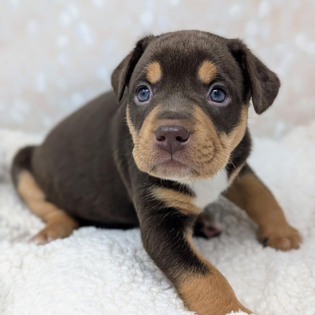 Enlarge Artemis, a Adoptable Mixed Breed in Durham, NC image 3/5