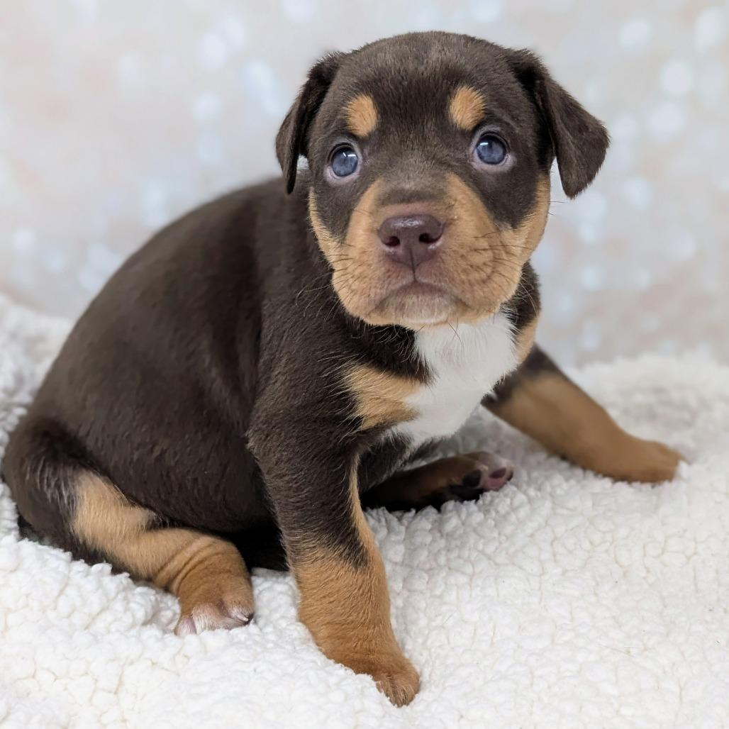 Enlarge Artemis, a Adoptable Mixed Breed in Durham, NC image 4/5