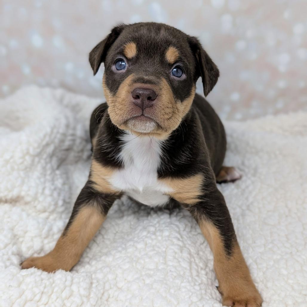 Enlarge Artemis, a Adoptable Mixed Breed in Durham, NC image 5/5