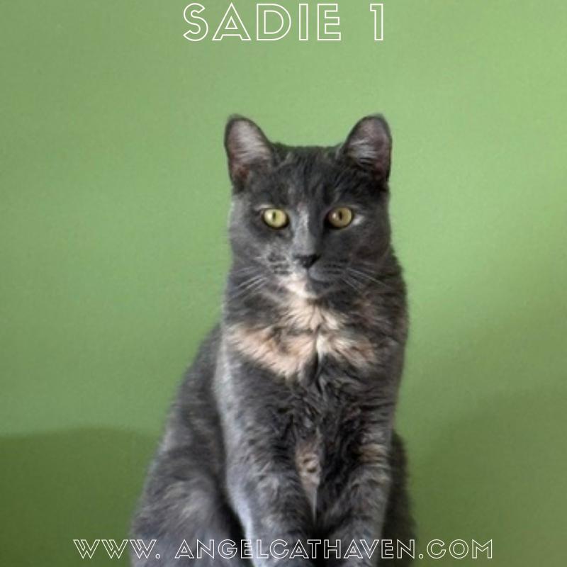 Enlarge Sadie 1, a ADOPTABLE Domestic Short Hair in Plainville, MA image 1/1