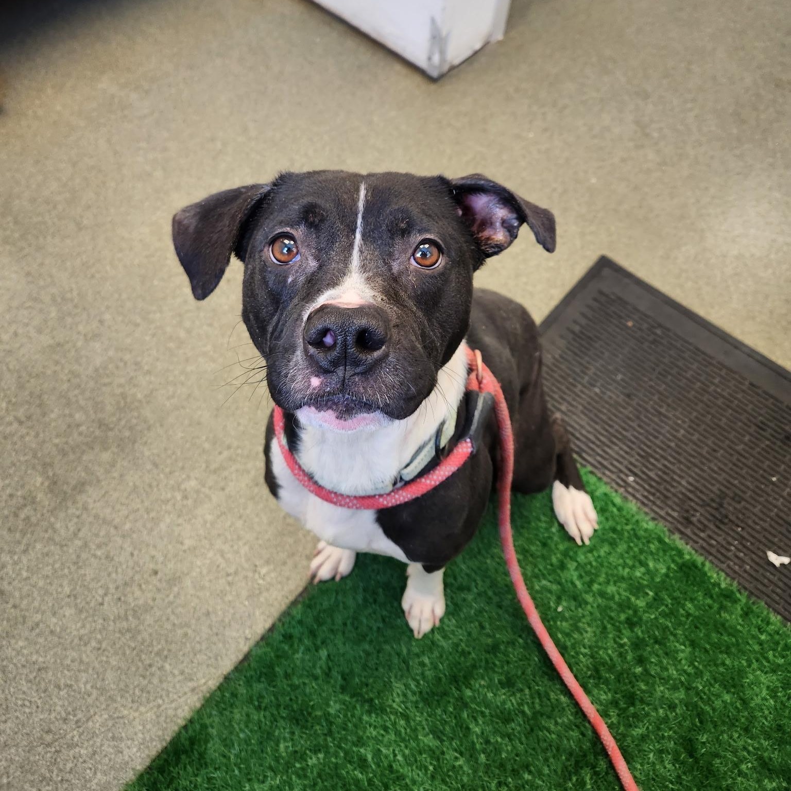 Enlarge Missy, a ADOPTABLE Mixed Breed in Mount Pleasant, MI image 1/1