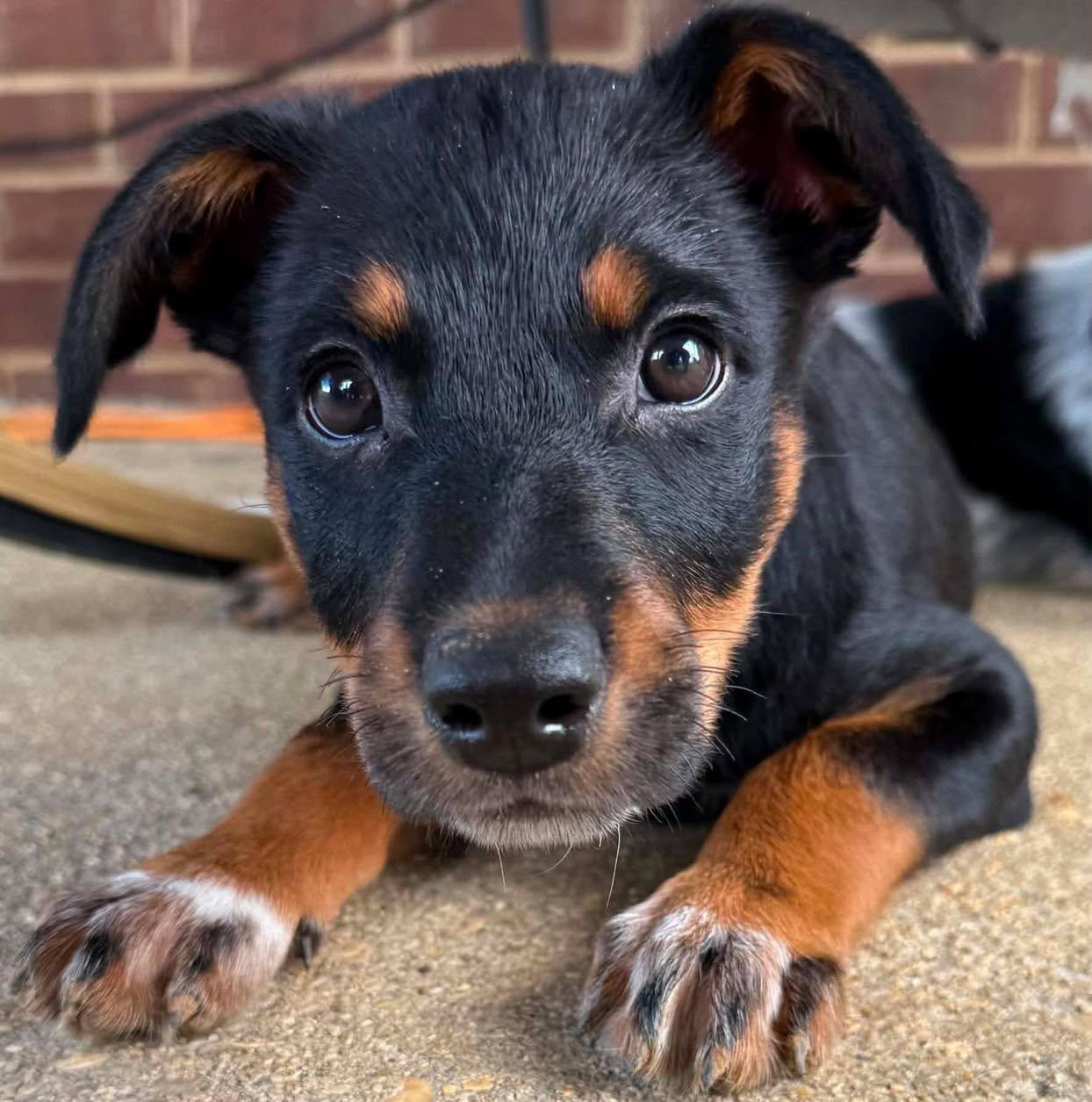 Enlarge Levi, a Adoptable mixed breed in Grand Bay, AL image 1/3