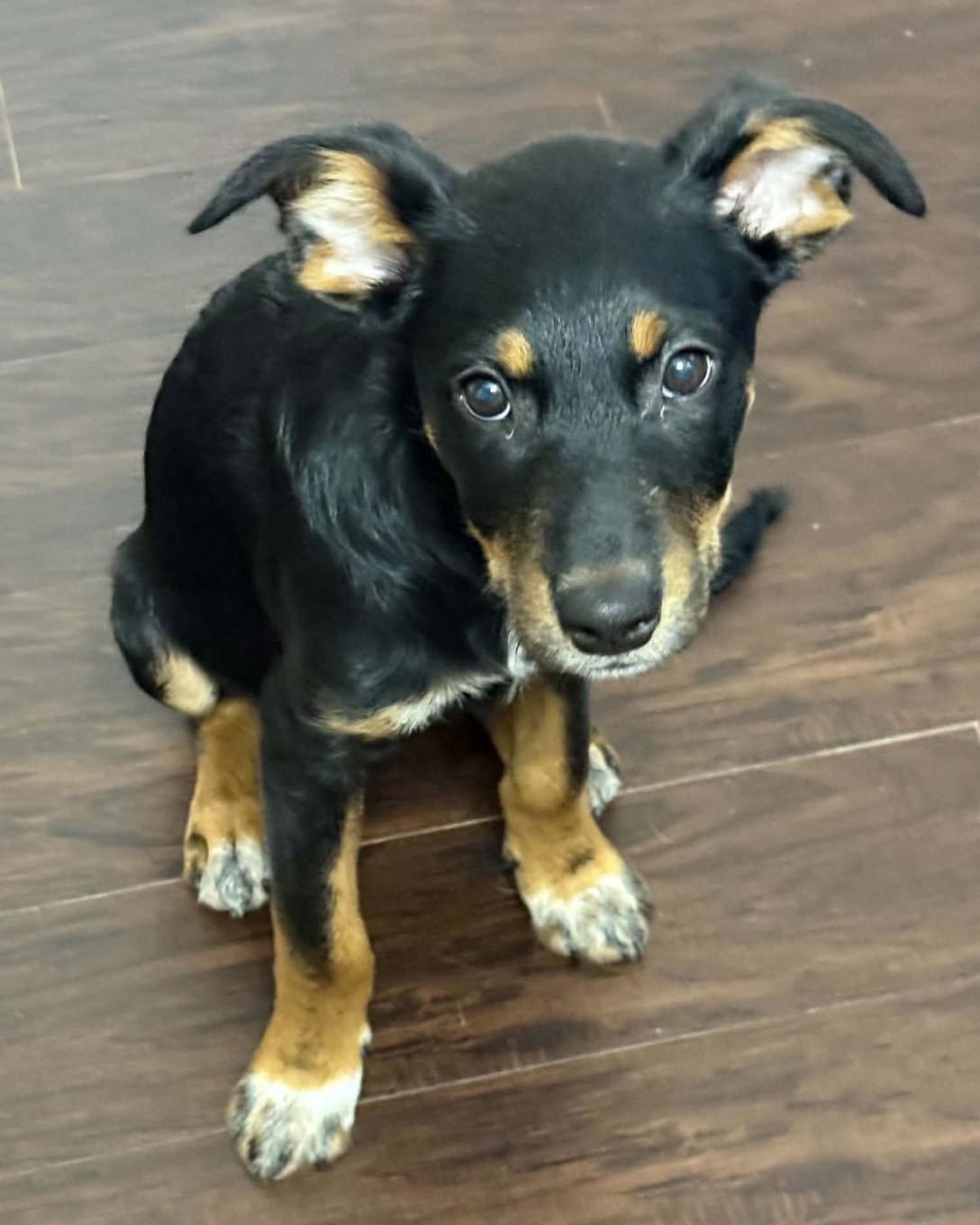 Enlarge Levi, a Adoptable mixed breed in Grand Bay, AL image 2/3