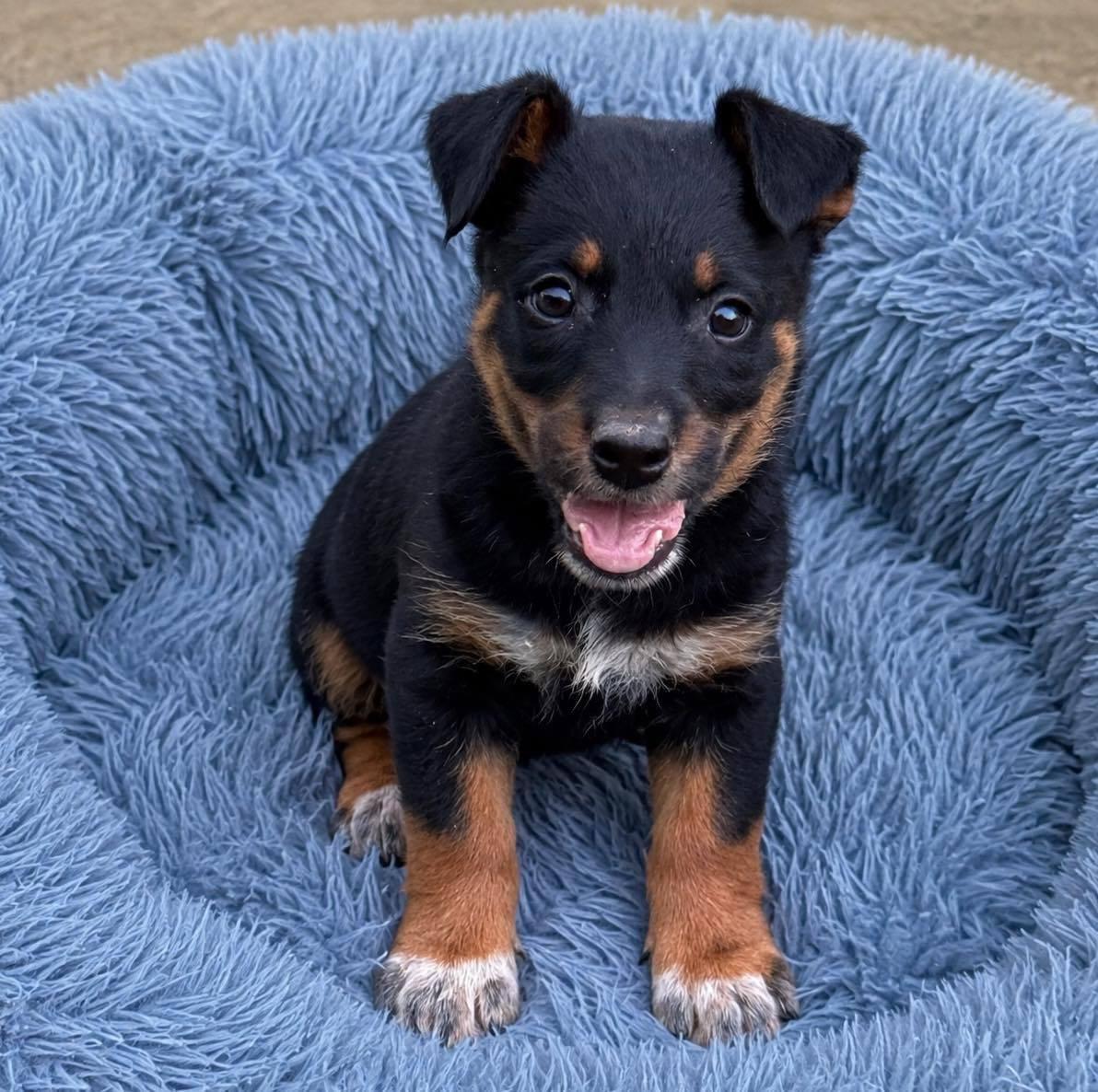 Enlarge Levi, a Adoptable mixed breed in Grand Bay, AL image 3/3