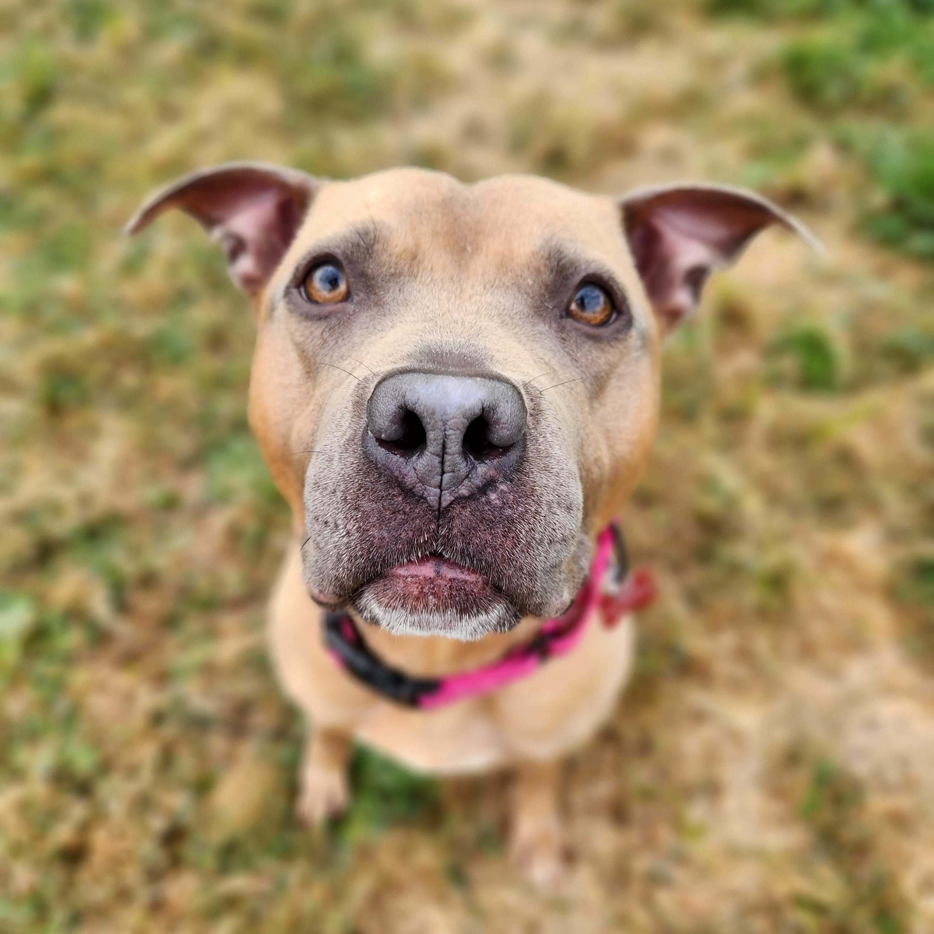 Raleigh, Adopted, Young Female Pit Bull Terrier.