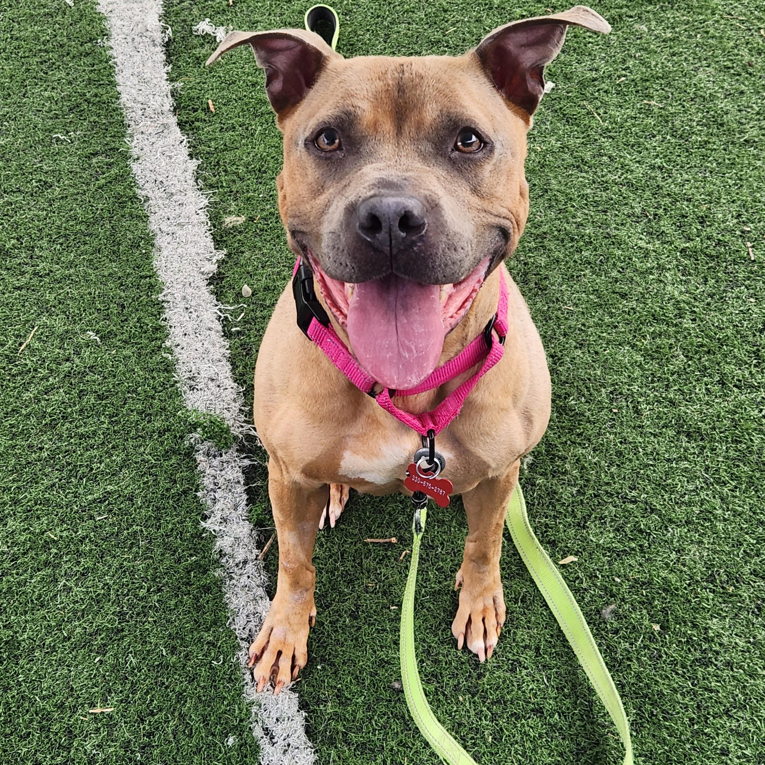 Enlarge Raleigh, a Adopted mixed breed in Warren, OH image 2/3