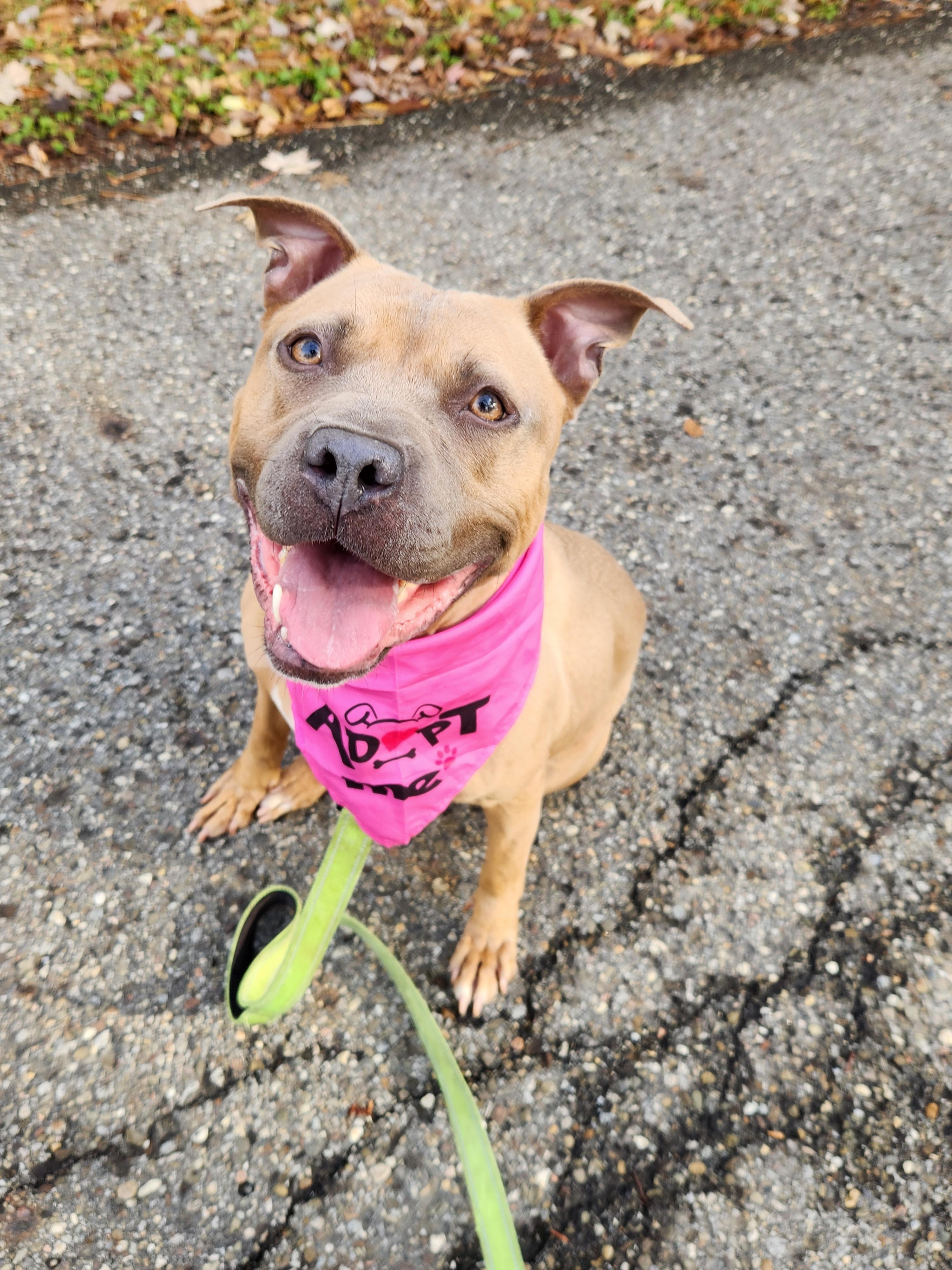 Enlarge Raleigh, a Adopted mixed breed in Warren, OH image 3/3