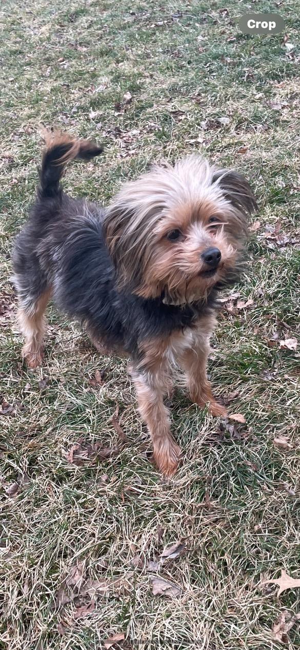 Bailey, adopted, Adult Female Yorkshire Terrier.