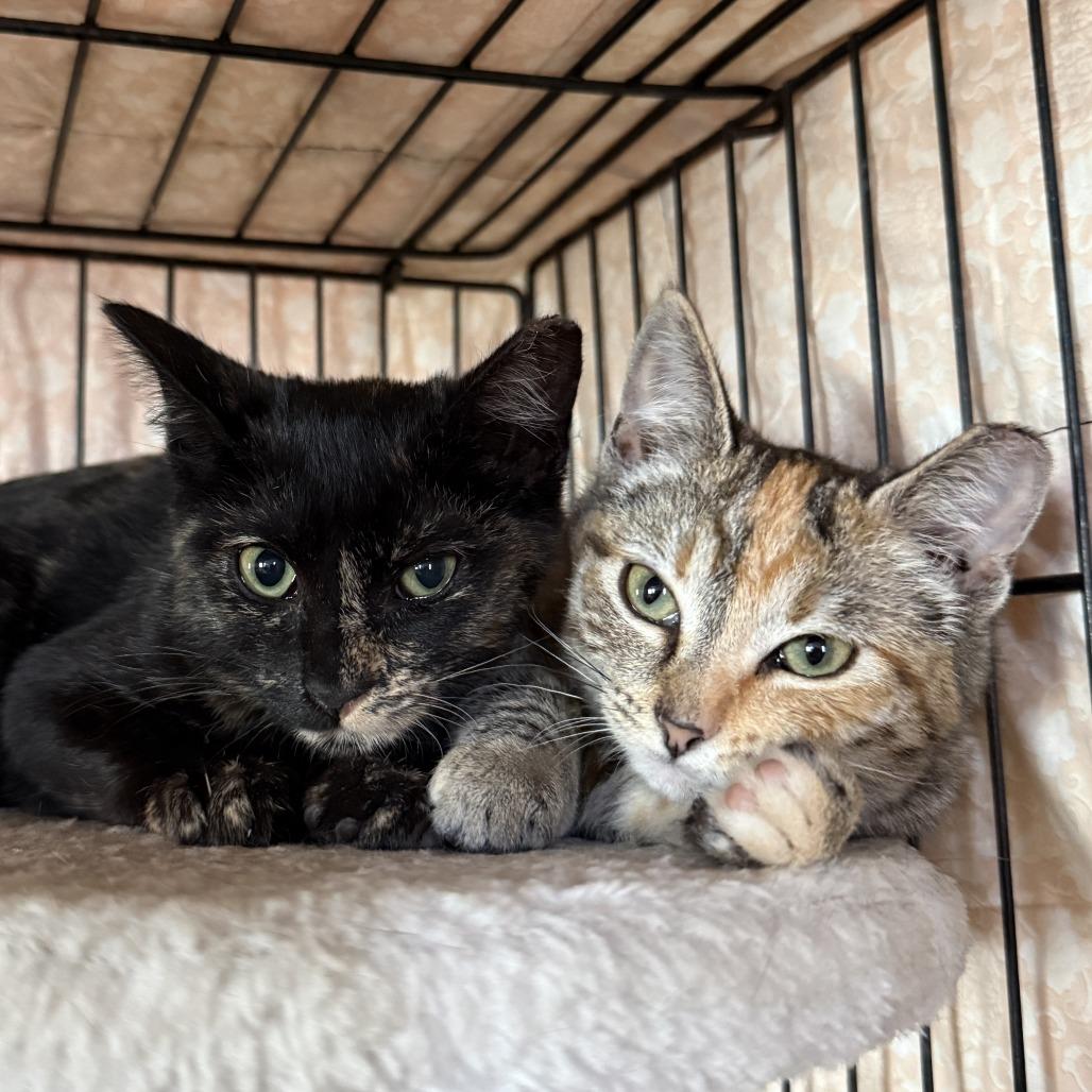 Tori — thumbnail 2