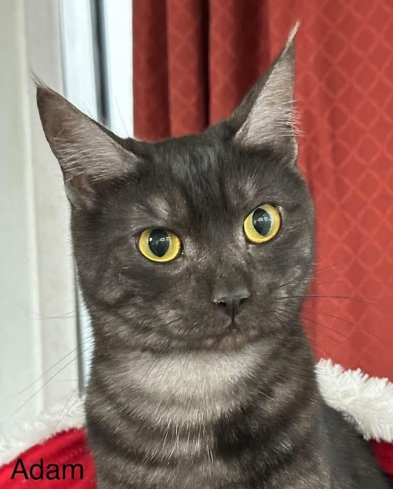 Adam, Adoptable, Young Male Domestic Short Hair.